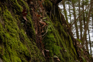 Moss Wall Along a Trail