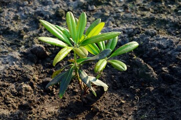 Spring planting of young plants, small rhododendron flower bush planted in the ground in the garden.  Bright smooth green leaves.  Concept of spring seasonal work in the garden, top view.