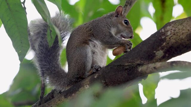 Profile View of a Cute Young Squirrel Eating a Peanut on a Tall Tree Branch