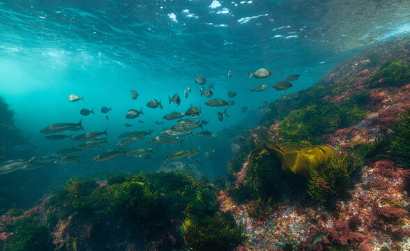 Fish shoal with algae, underwater seascape in the Atlantic ocean, natural scene, Spain, Galicia, Rias Baixas