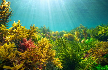 Algae with sunlight underwater in the Atlantic ocean, natural scene, Spain, Galicia, Rias Baixas