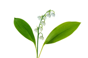 Wandcirkels aluminium White flowers of lily of the valley. Convallaria majalis, isolated on white background. © alenalihacheva
