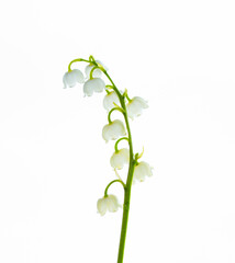 White flowers of lily of the valley. Convallaria majalis, isolated on white background.
