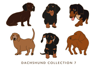 Dachshund Weiner Dog Illustration - In Color - Many Poses - Collection 7