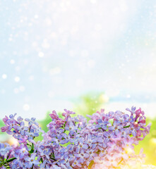 Bright and colorful flowers lilac