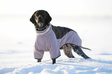 Serious black and white Greyster dog posing outdoors wearing a warm grey jacket and a black collar with a green GPS tracker on it standing on a snow on sunset in winter