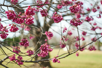 早春にたわわに花をつけた寒緋桜