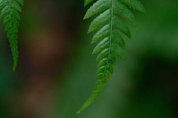 Green Fern Leaf on a blurred out Background In a Forest 