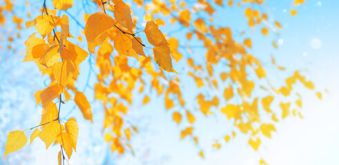 Autumn background with birch tree branches with yellow leaves. Branches of  birch with yellow leaves in autumn park. Hanging yellow birch leaves in the sun. - 705214474