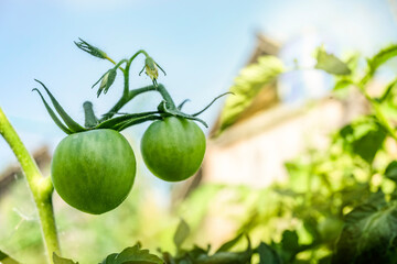 Unripe green tomatoes hang on the branches. Growing fresh, healthy tomatoes, warm sunshine. Home...