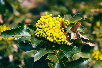 Bright yellow flowers on the branch of Berberis repens in spring. Natural beauty of creeping mahonia. Seasonal wallpaper for design. Blossom of creeping Oregon grape or creeping barberry.