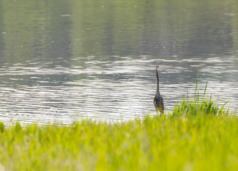 Great blue heron wading in lake