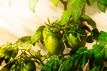 Unripe green tomatoes hang on the branches. Home growing vegetables. Growing fresh, healthy tomatoes, warm sunshine. 