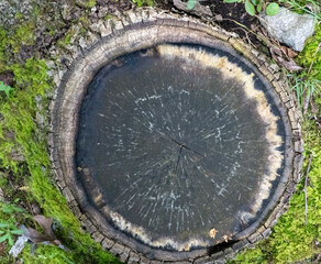 Old tree stump