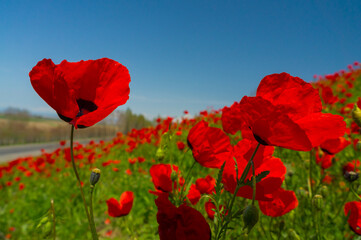 Field of bright red poppies under a sunny sky, petals delicate, stems swaying, amidst soft green foliage.