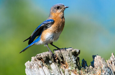 bluebird on post