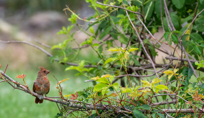 Female cardinal in tree