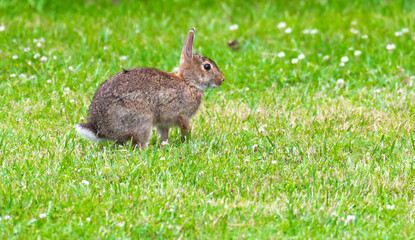 rabbit in grass