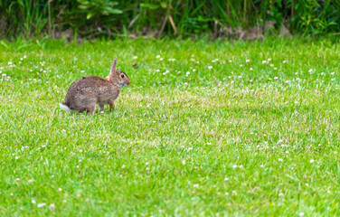 rabbit in the grass