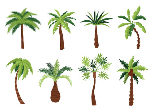 Cartoon palm trees types. Tropical exotic plants, green broad and narrow leaves, different trunks shapes, coconut and banana, vector set.eps