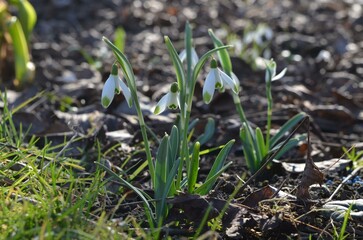 Spring blooming  Galanthus nivalis 'Viridapice' in the garden