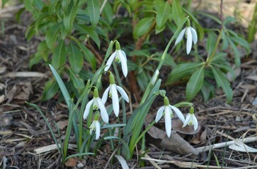 Spring blooming snowdrops Galanthus nivalis in the garden