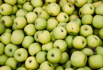 Bin full of green apples