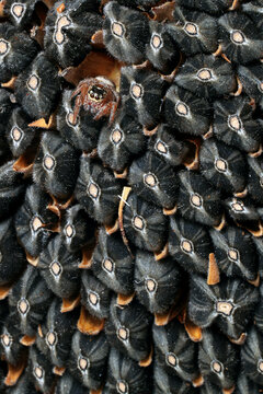 Close-up photograph of a jumping spider nestled among sunflower seeds. The spider's eyes are prominent and its furry body contrasts with the textured seeds.