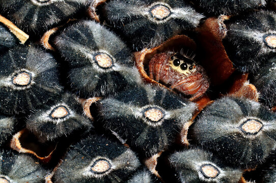 Close-up photograph of a jumping spider nestled among sunflower seeds. The spider's eyes are prominent and its furry body contrasts with the textured seeds.