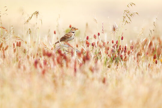 A calandra lark perched in a field of golden grasses dotted with red clover
