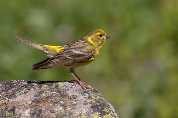 European Serin