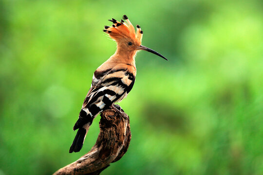 Side view of hoopoe proudly sits atop a twisted branch showcasing its distinctive plumage and crest