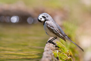 White Wagtail