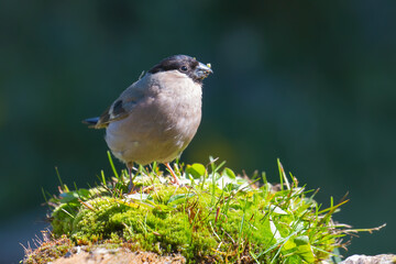 Eurasian Bullfinch