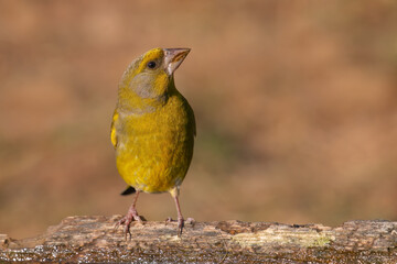 European Greenfinch