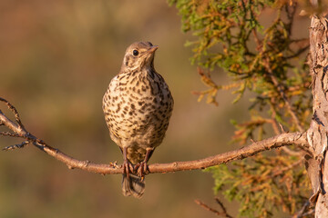 Mistle Thrush
