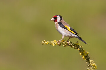 European Goldfinch