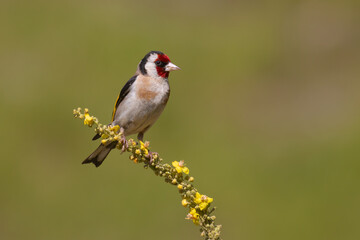 European Goldfinch