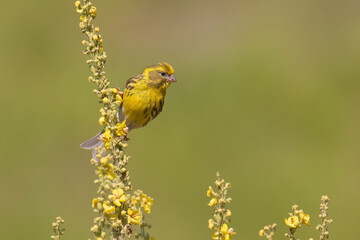 European Serin