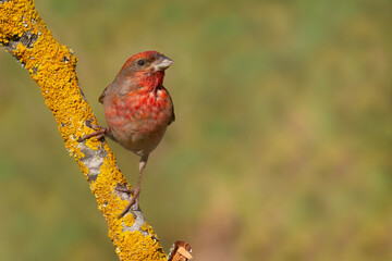Common Rosefinch