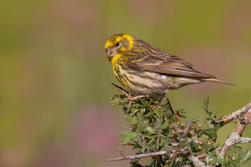 European Serin