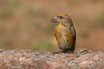 Red Crossbill