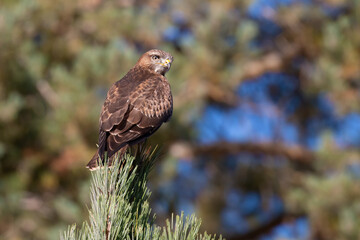 Common buzzard