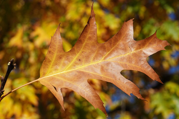 Oak leaves in the sun