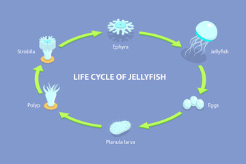 3D Isometric Flat Vector Illustration of Life Cycle Of Jellyfish, Developmental Stages - obrazy, fototapety, plakaty