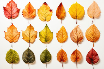 Obraz premium Nature's Hues: Watercolor Renderings of Fall Leaves