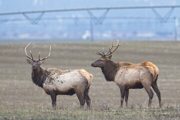 Antlered elk standing in a field.