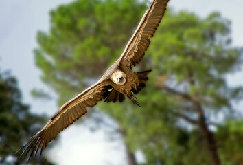 Buitre leonado en vuelo rasante, en las sierras de Cazorla, Segura y Las Villas.