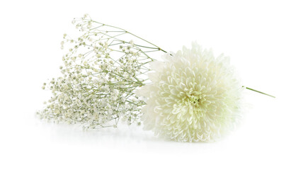 White Chrysanthemum and small white Gypsophila flowers isolated on white background..Border of white flowers for a card.