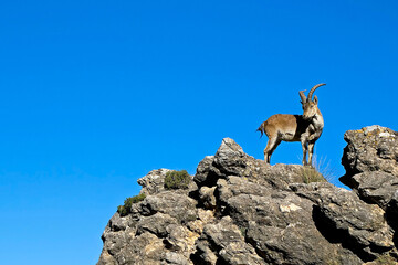 Cabra hispánica sobre un cortado rocoso, en las sierras de Cazorla, Segura y Las Villas.